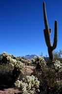 Saguaro Cactus Mountains