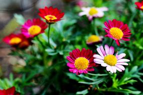 small flowers on a green background