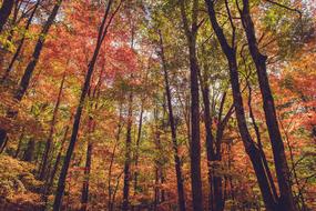 colorful trees in an autumn forest