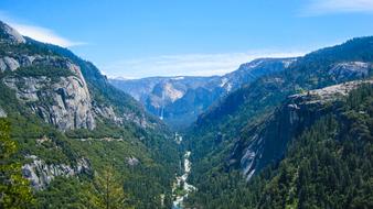 flowering trees in the mountains
