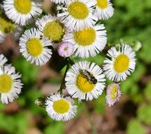 white flowers with a bee