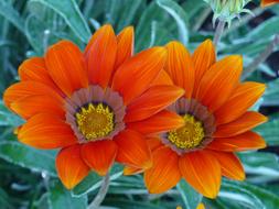 Flowers Nature Spring