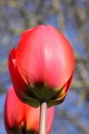 beautiful poppy up