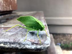 Katy Did Insects Katydid