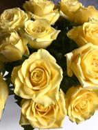 Roses Yellow macro