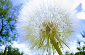 Flowers Nature Meadow