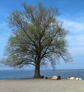 Tree Blue Landscape