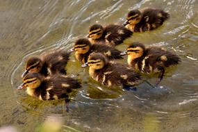 Mallard Chicks Baby
