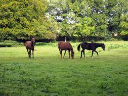 Horse Horses Grass