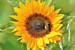 Sunflower Flower Blossom