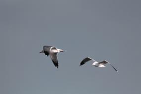 Birds Seagull Animal