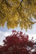 gorgeous trees and leaves in autumn