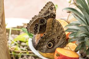 Butterfly Insect Close Up