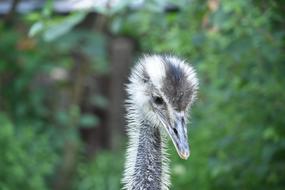 Close-Up Head The Ostrich