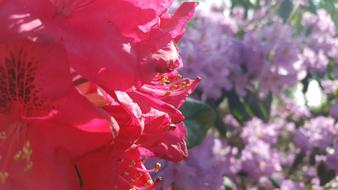 Closeup of a spring flower bud