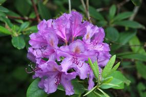 Rhododendron Purple Blossom