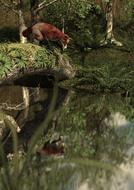 a cunning fox on a log by the lake