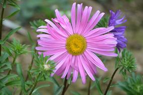 Flower Light Pink Petals Garden