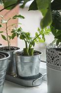 Garden Decoration pots