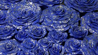 magical blue metal roses