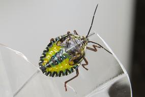 insect crawling on a glass surface