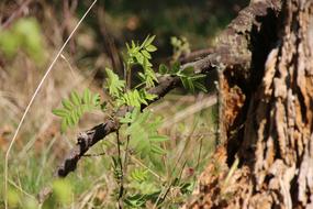 Forest Young Tree Spring