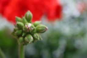 Flower Spring Plant