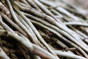 Macro Wood Pattern