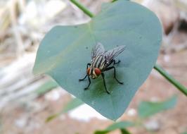Musca Domestica Housefly Insect on leaf