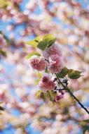 pink little flowers
