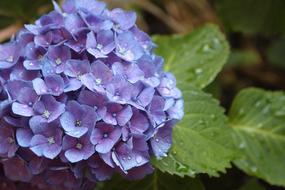 wet Flowers Hydrangeas in Summer