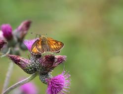 Butterfly macro blur