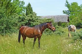 beautiful horses on the range