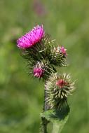 Flower Tatry Thistle