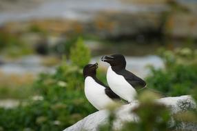 black and white Birds in nature