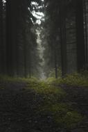 magical passageway in the woods