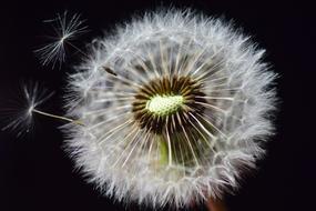 Dandelion Seeds Flower