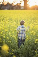 Boy on Yellow Flowers field