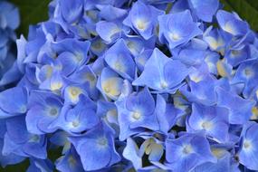 Hydrangea Blue Garden Nature