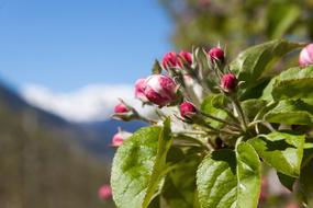 Apple Blossom Trellis Bud