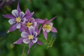 Purple Columbine Wildflowers