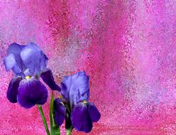 iris flowers blossom bloom garden