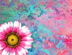 summer flower nature blossom