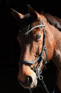Animal Horse Portrait
