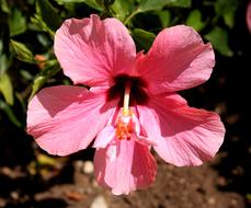Hibiscus Pink Flower in nature