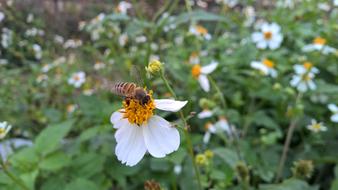 Bee Flowers Grass