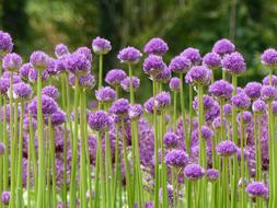 Allium Bulbs Purple