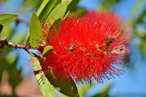 Lemon Bottlebrush Callistemon