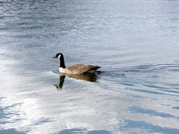 swan swimming in Buntzen Lake