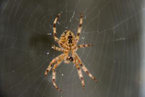 a big spider on a spider's web is scary